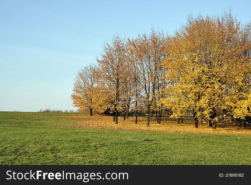 Autumn scene. Tress with yellow leaves in a small wood on the forest floor covered with withered leaves, green grass field and blue sky. Autumn scene. Tress with yellow leaves in a small wood on the forest floor covered with withered leaves, green grass field and blue sky.