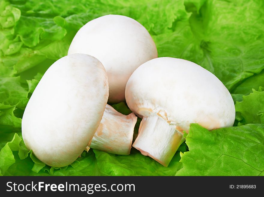 Fresh champignon on salad leaves. Fresh champignon on salad leaves