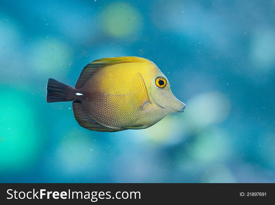 Yellow fish in a blue water