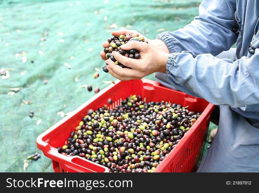 Freshly picked olives in his hands. Freshly picked olives in his hands