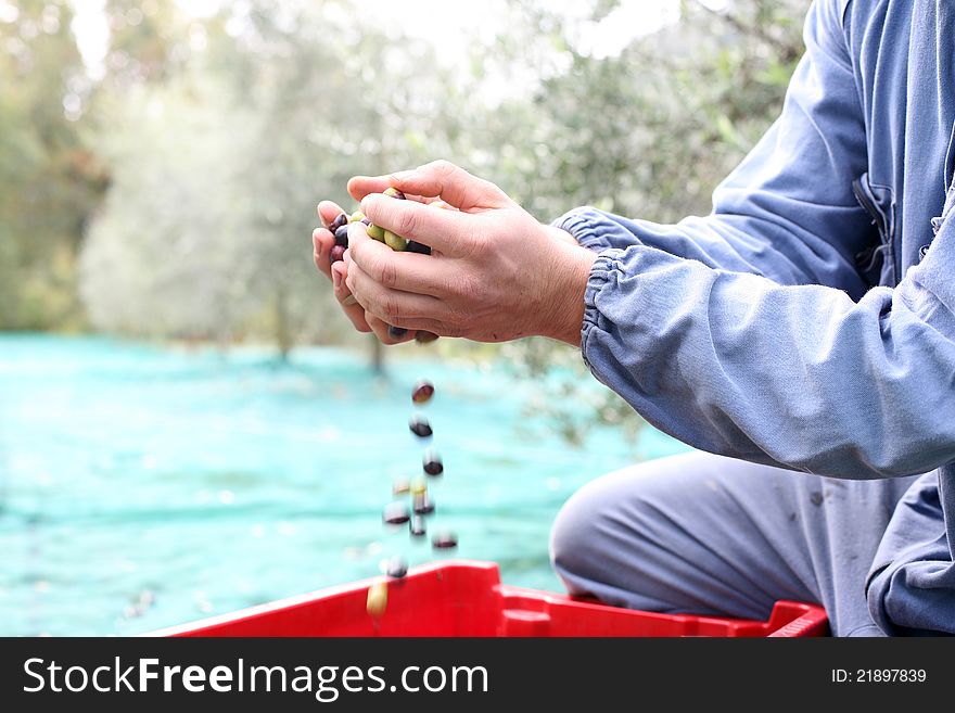 Freshly picked olives in his hands. Freshly picked olives in his hands