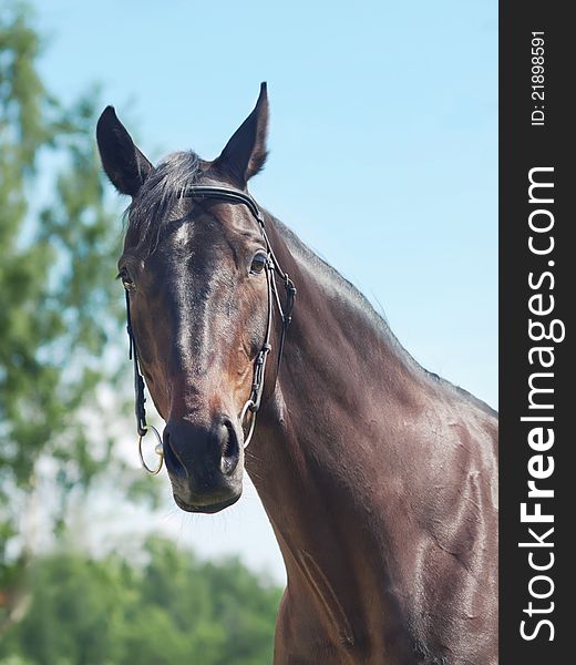 Portrait Of Beautiful Black Mare