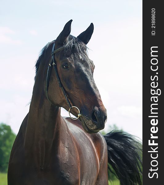 Portrait of beautiful black mare