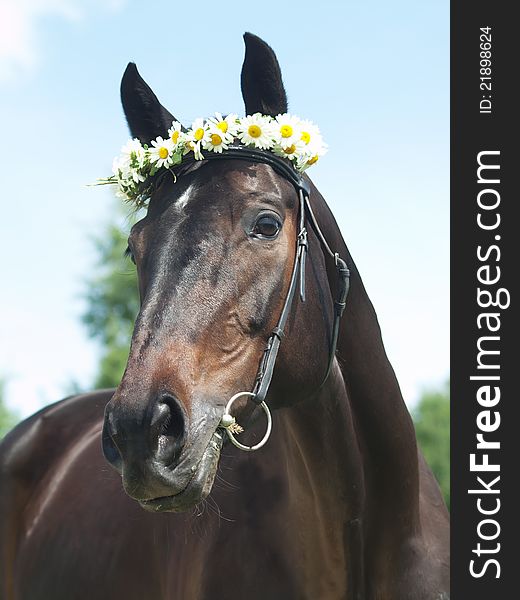 Portrait of beautiful mare with daisys sunny day
