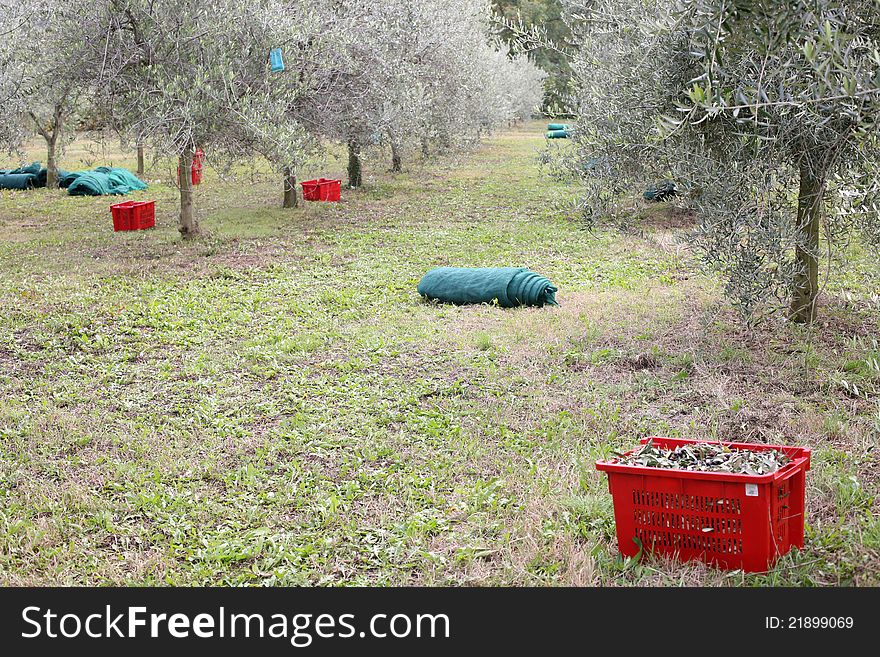 Olive field during the harvest. Olive field during the harvest