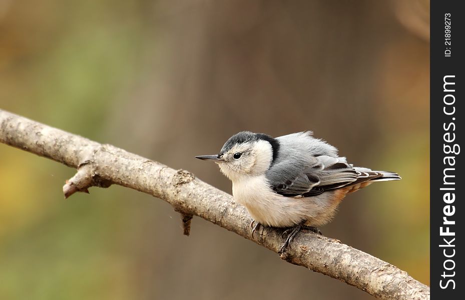 White-breasted Nuthatch, Sitta carolinensis