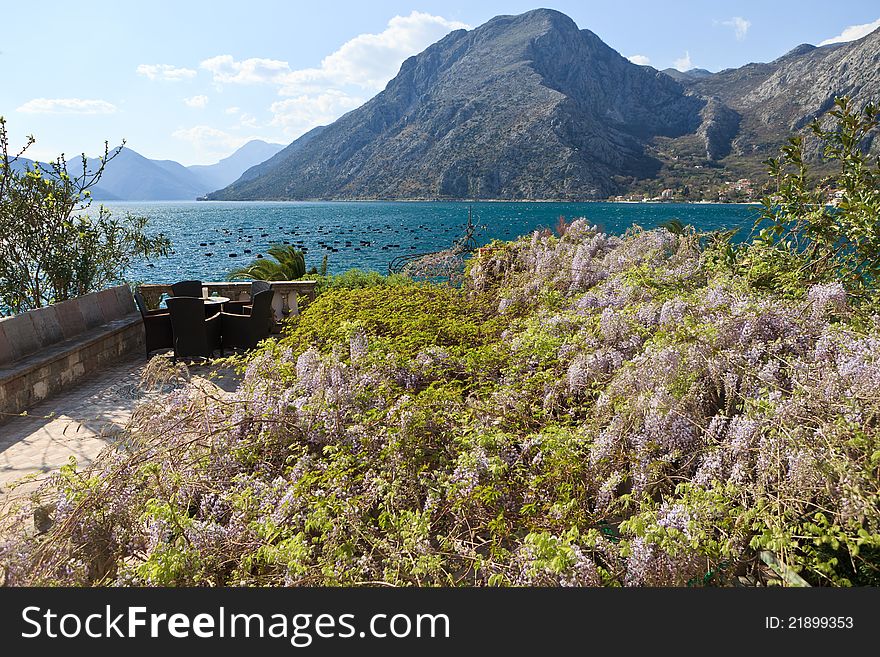 Flowers on Kotor Bay