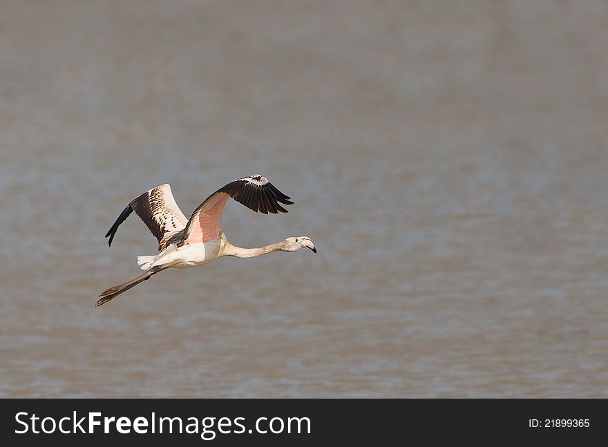 Greater Flamingo On Flight