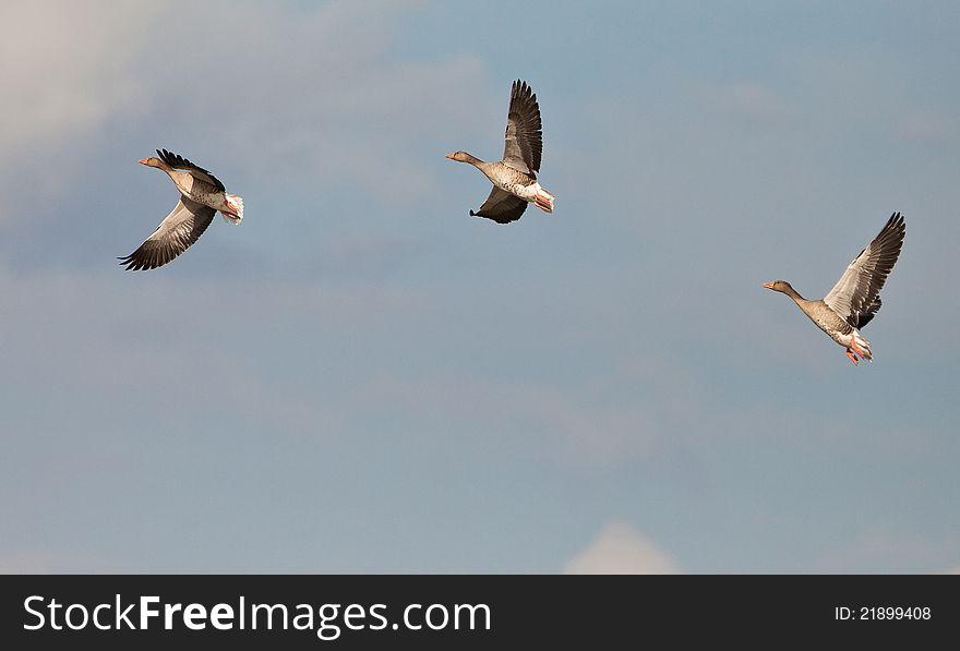 A stall of three Greylag Geese (Anser anser) shows it´s vigorous flight. A stall of three Greylag Geese (Anser anser) shows it´s vigorous flight.