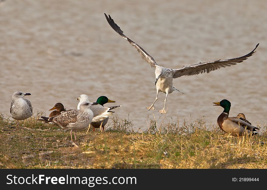 A young European Herring Gull (Larus argentatus) lands among a crowd of mallards and other gulls causing some expectation. A young European Herring Gull (Larus argentatus) lands among a crowd of mallards and other gulls causing some expectation.