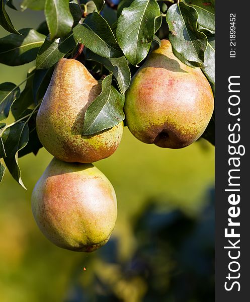 Three fine ripe pear on the tree. Three fine ripe pear on the tree