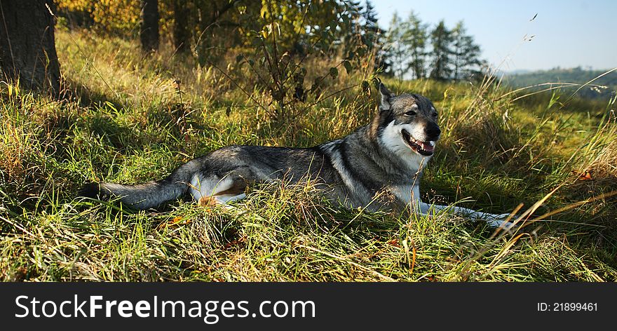 Picture of wolfdog named Becky taken while she was pregnant