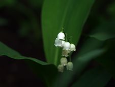 White Lilly Stock Photography White Lilly Stock Photography