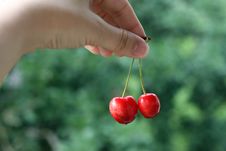 First Cherries Stock Image First Cherries Stock Image