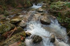 Creek In The Forest Royalty Free Stock Photos Creek In The Forest Royalty Free Stock Photos