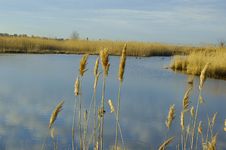 Wild Grass Royalty Free Stock Images Wild Grass Royalty Free Stock Images