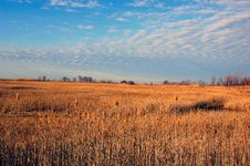 Wild Grass Stock Image Wild Grass Stock Image