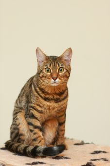 Bengal Royalty Free Stock Photo