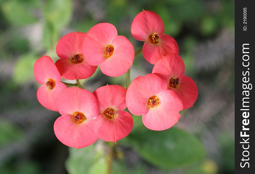 Photo of a Pink flowers