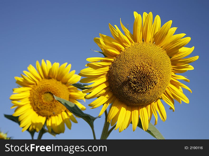 Sunflowers In Field