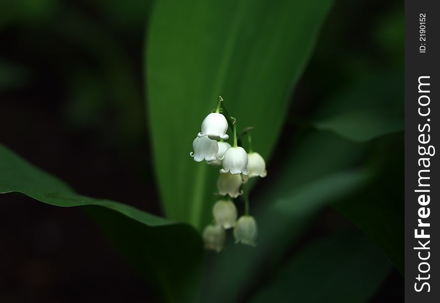 White lilly with green leaves