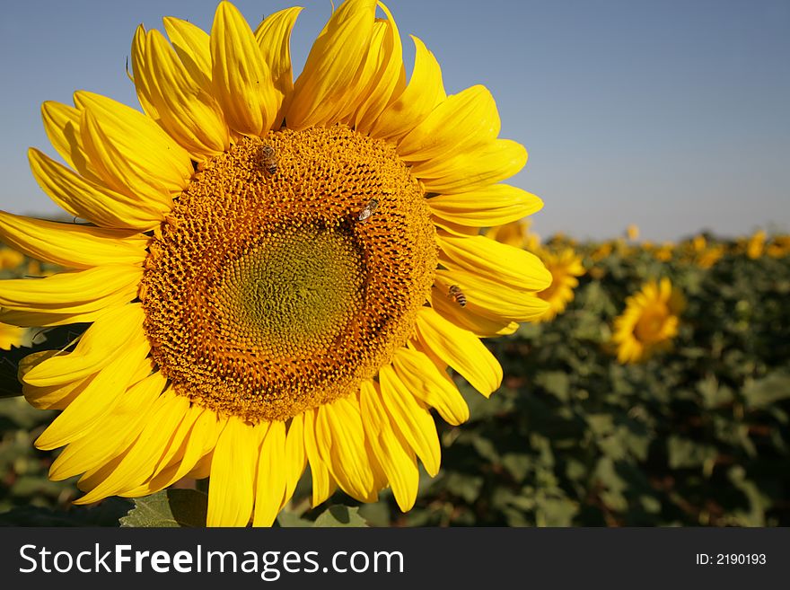 Sunflower in a field filled with Sunflowers. Sunflower in a field filled with Sunflowers