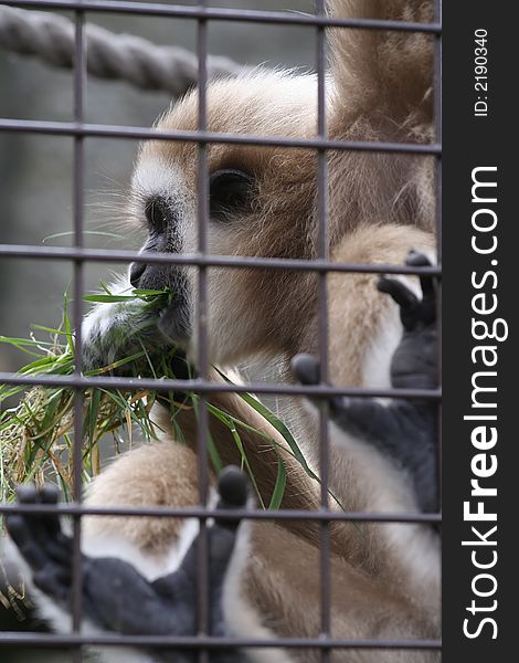 Captive bred monkey looks unhappy in his cage. Captive bred monkey looks unhappy in his cage