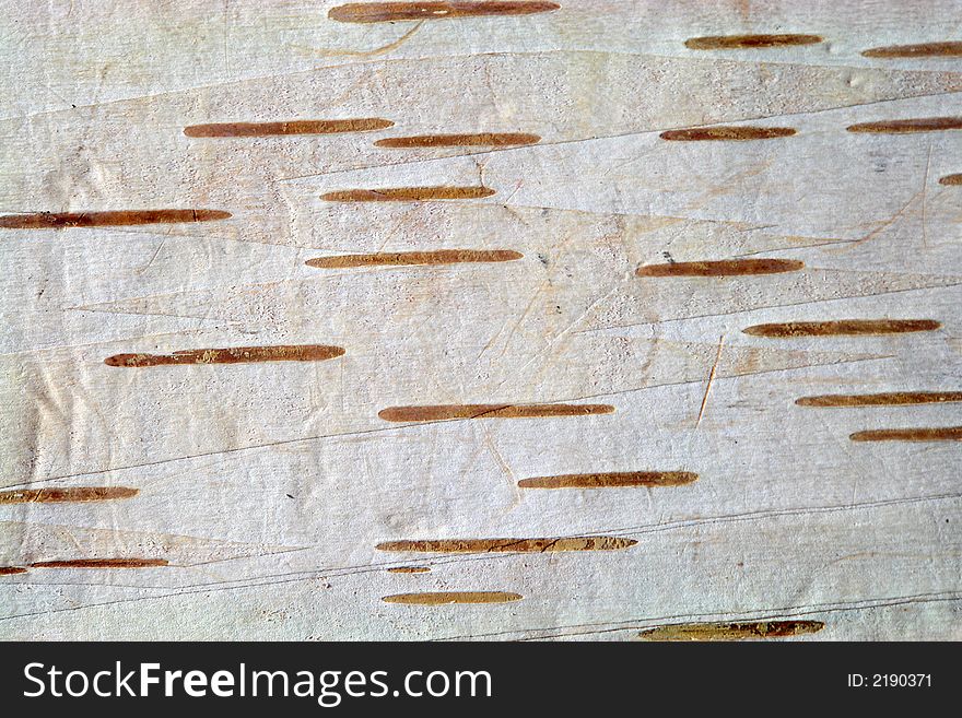 A closeup of birch bark for use as a background. A closeup of birch bark for use as a background.