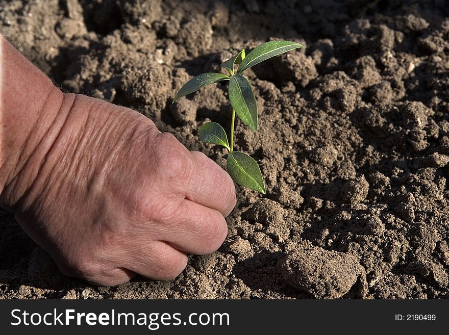Hands, palm, land, agriculture, sprout, young, springtime. Hands, palm, land, agriculture, sprout, young, springtime