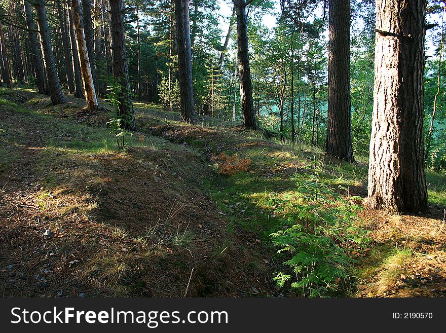 Sunrise in a wood. A wood on coast of lake Sukhodol (St-Petersburg, Russia)