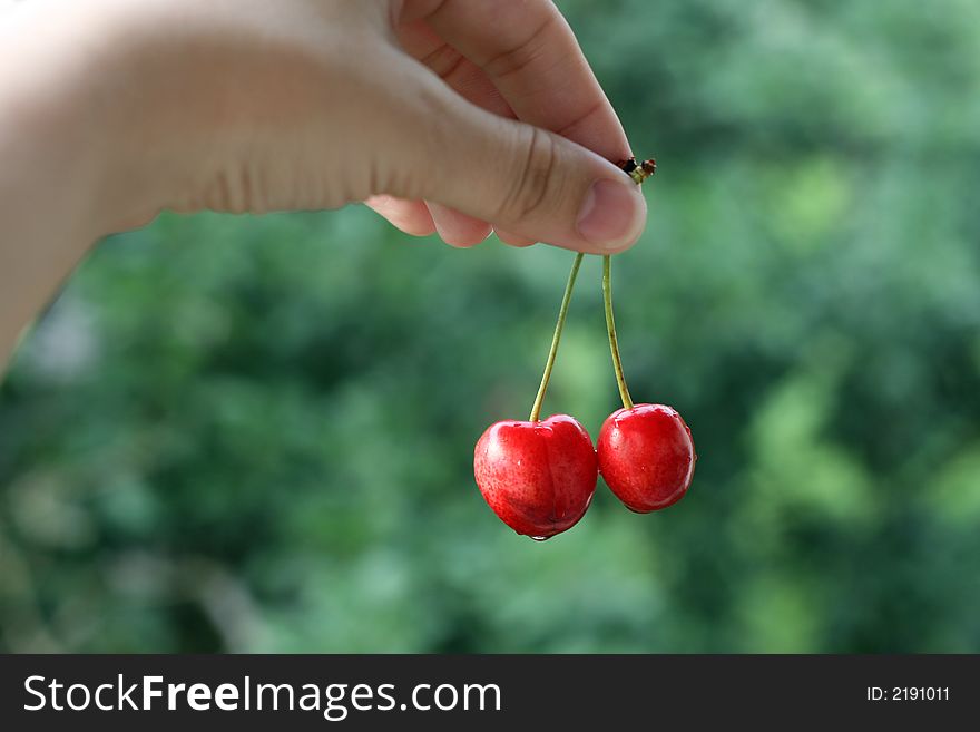 First cherries
