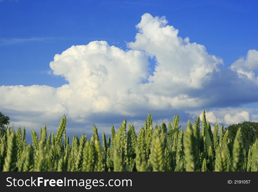 Landscape of a countryside at springtime with wheat and blue sky with white clouds. Landscape of a countryside at springtime with wheat and blue sky with white clouds