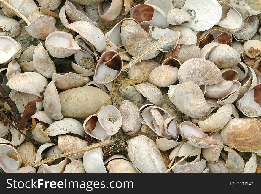 collection of assorted sea shells