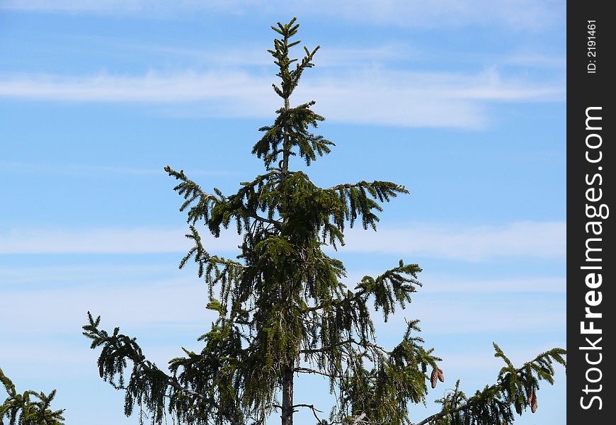 Top of a pine tree against the blue sky. Top of a pine tree against the blue sky