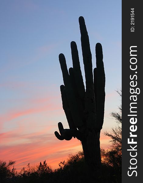 Saguaro Sunset