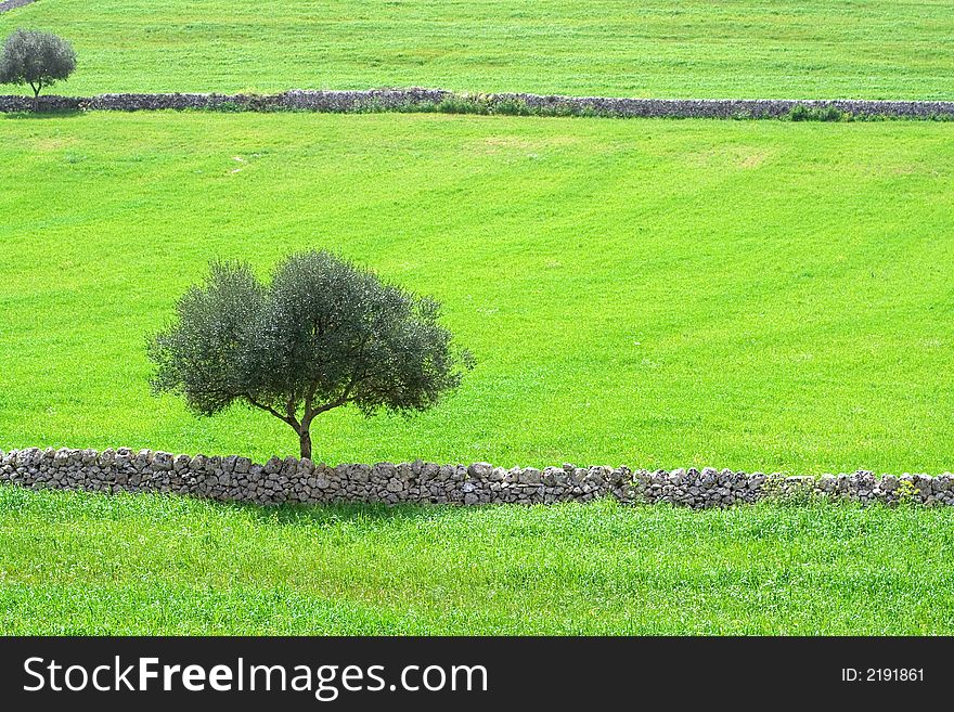 The sicilian landscape, an isolated tree in the country