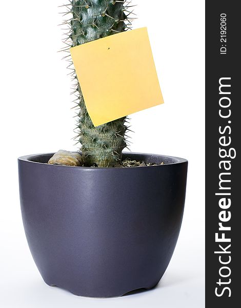 Green cactus with orange sticker. Green cactus with orange sticker