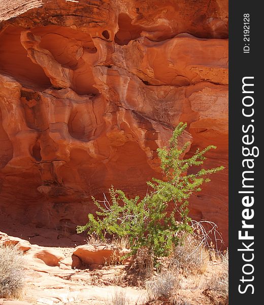 Red rock formations in the Valley of Fire