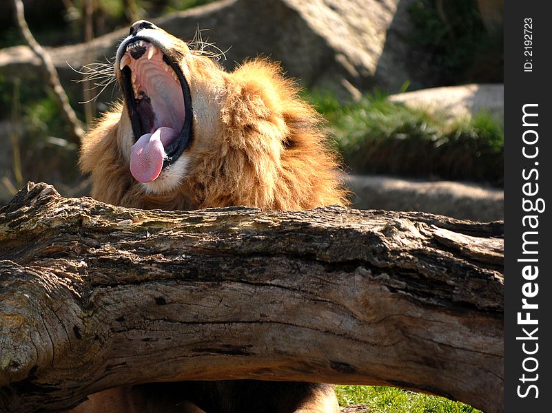 Yawnning African lion after the lunch. Yawnning African lion after the lunch