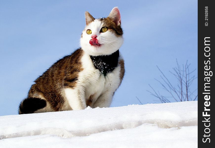 Sick cat licking her face after eating her trophy. Sick cat licking her face after eating her trophy