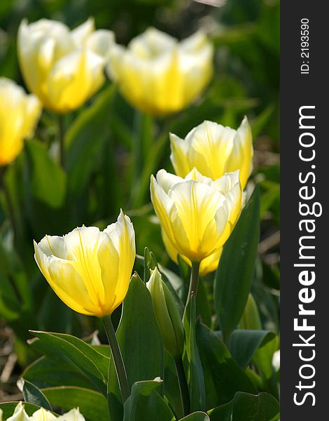 Dutch yellow tulips in flowerbed