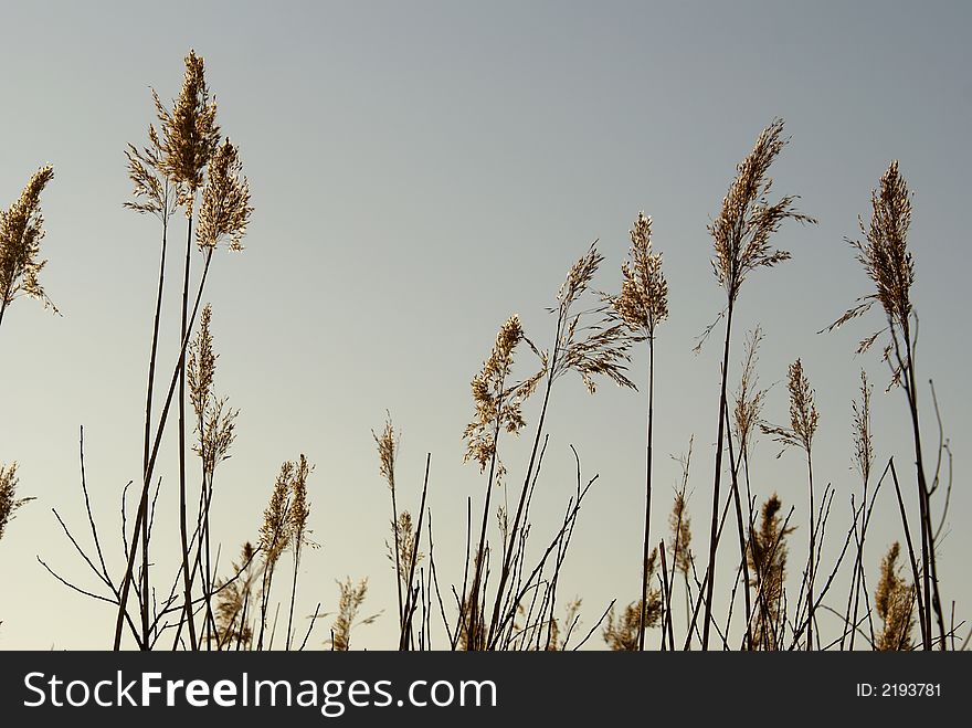 Dry stalk of fluffy summer plant on blue background. Dry stalk of fluffy summer plant on blue background