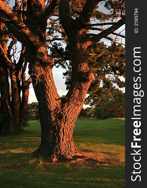 Sunset reflects off a tree in the park. Sunset reflects off a tree in the park