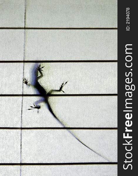 A gecko is silhouetted as it clings with its toes to the other side of a backlit textured blind. A gecko is silhouetted as it clings with its toes to the other side of a backlit textured blind.