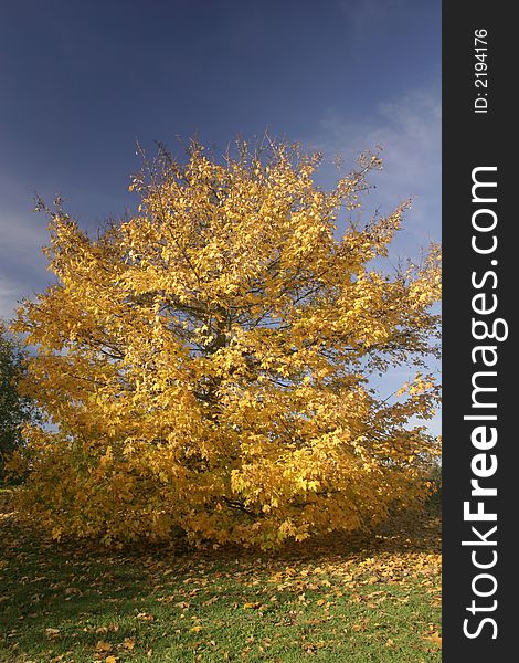 Single autumn tree losing its golden leafs. Single autumn tree losing its golden leafs