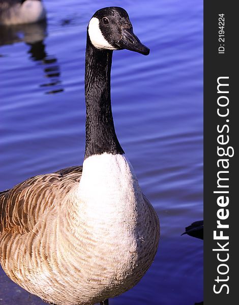 Canada goose coming out from blue lake