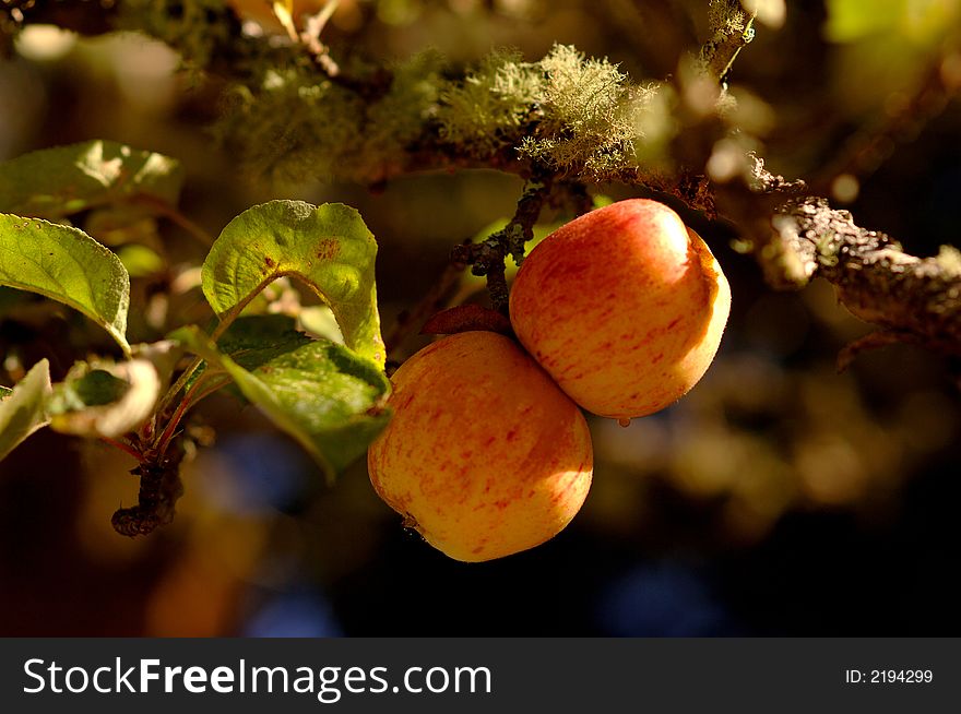 Two ripe apples hanging from a tree branch. Two ripe apples hanging from a tree branch
