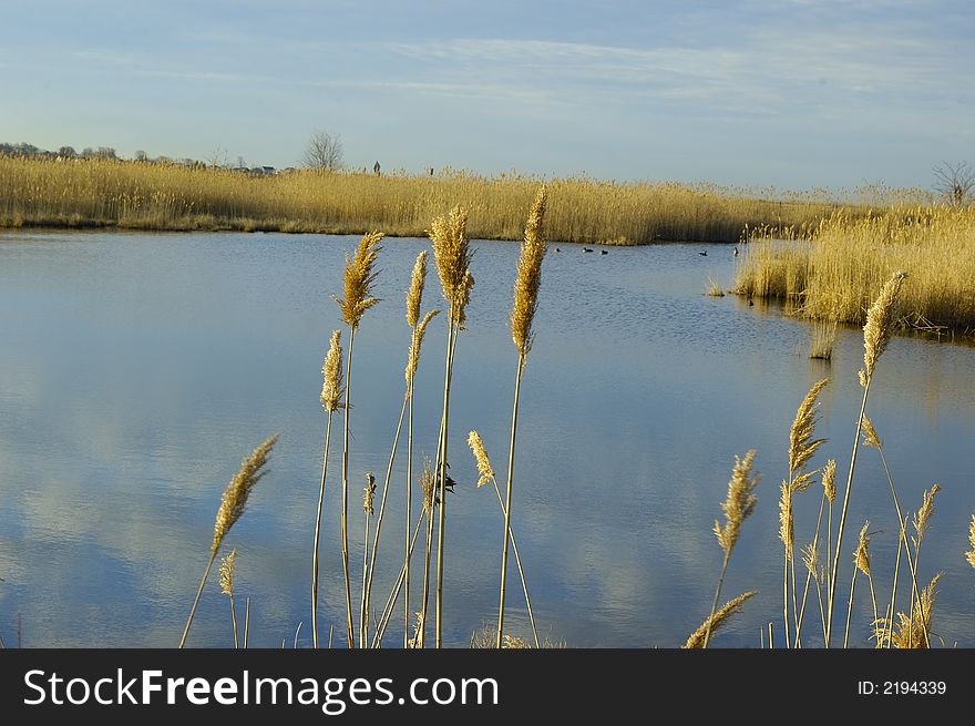 Wild grass isolated on a scenic back ground