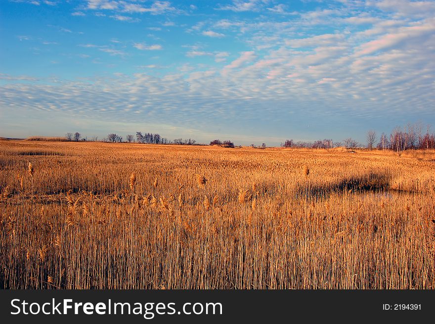 Wild grass isolated on a scenic back ground