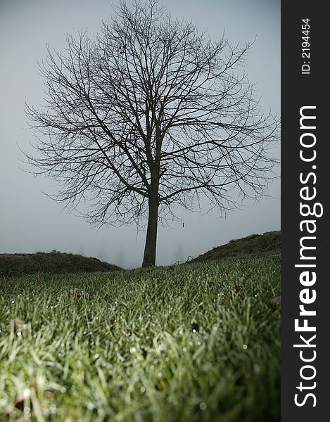 Winter tree in the fog